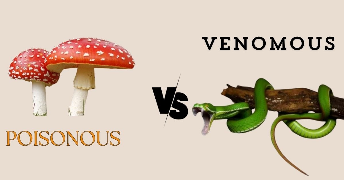 Poisonous vs Venomous: Know the Key Differences Between them