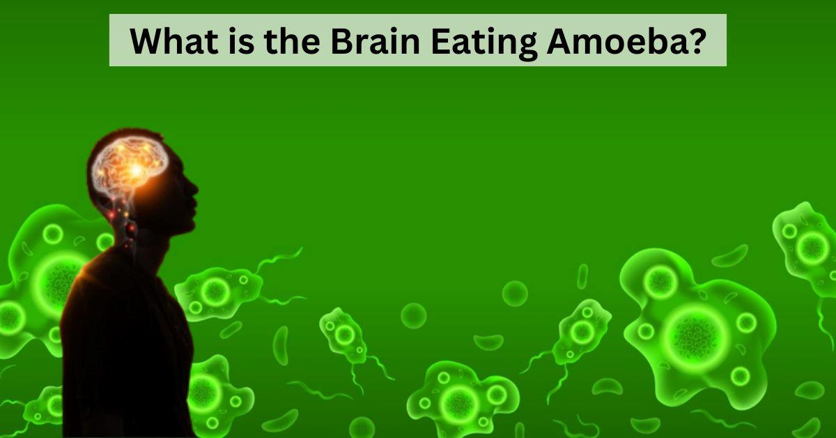 What is Amoebic Meningoencephalitis? Know All About the Brain Eating Amoeba 