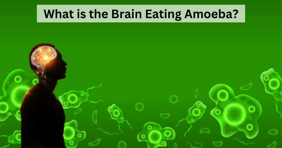Know All About the Brain Eating Amoeba 