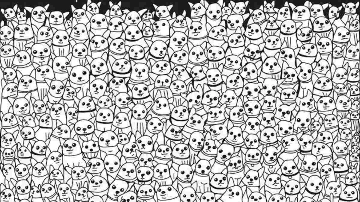 Picture Puzzle IQ Test: Two Muffins Hidden Among Cute Dogs – Are You Sharp Enough To Find Them In 15 Seconds?