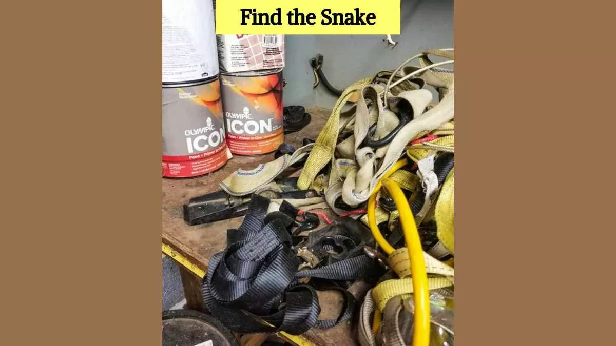 Find the snake