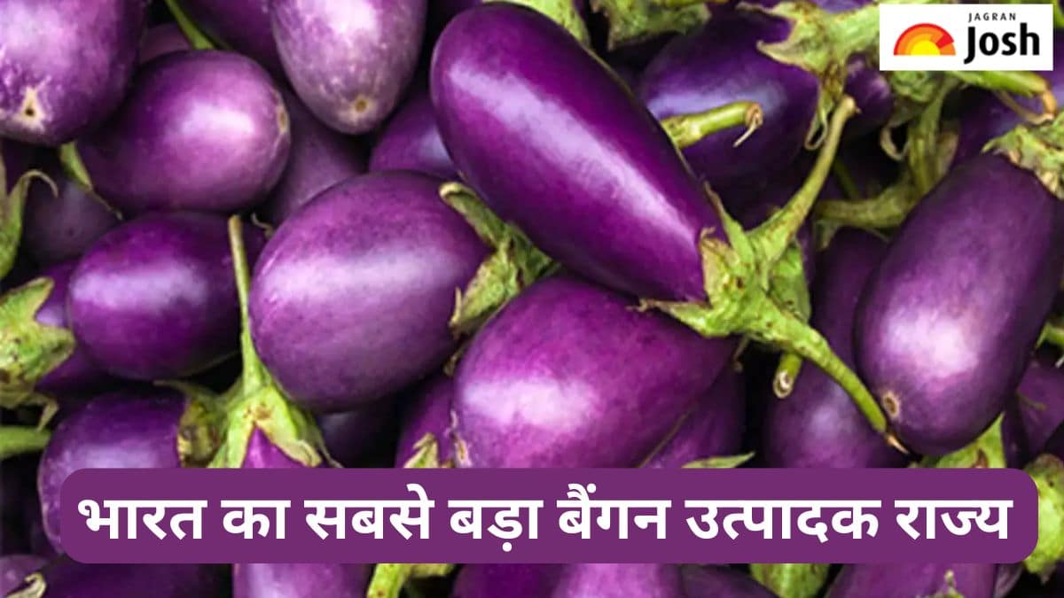 भारत का सबसे बड़ा बैंगन उत्पादक राज्य कौन-सा है, जानें 