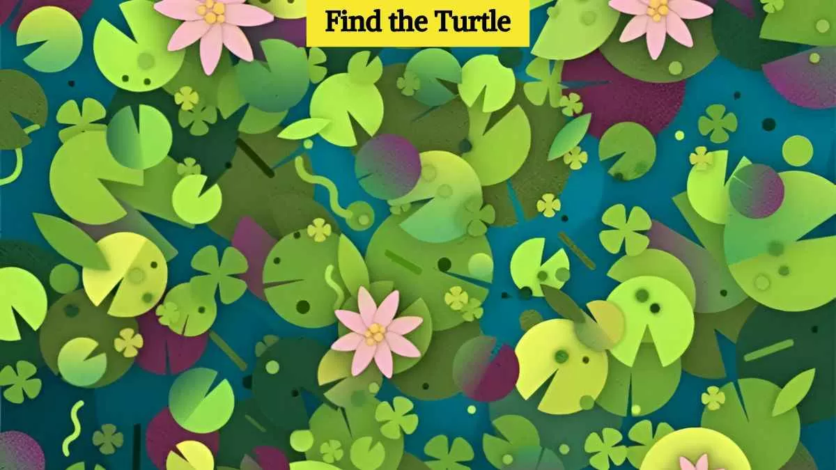 Find hidden turtle