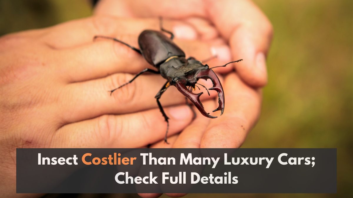 Insect Costlier Than Many Luxury Cars; Check Full Details