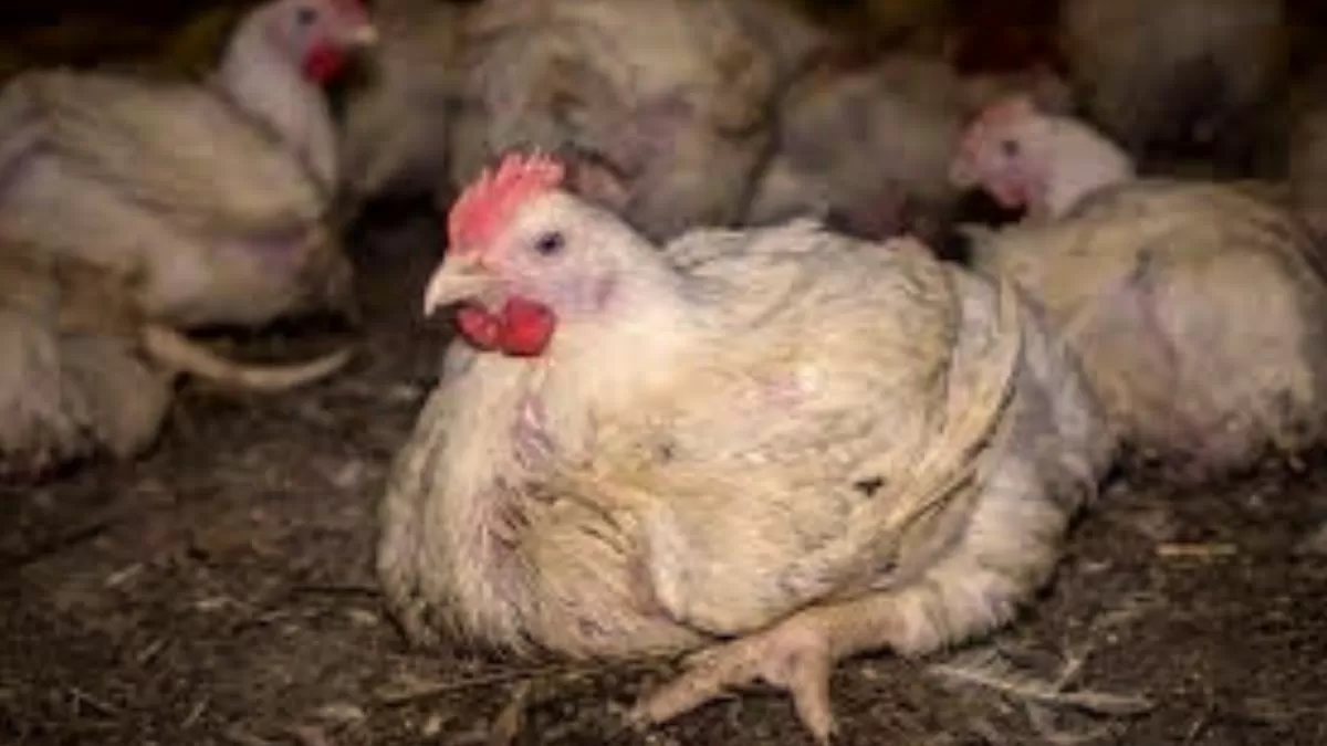 H5N2 Avian Influenza: Is the situation getting alarming? Here's everything to know about the very first human case
