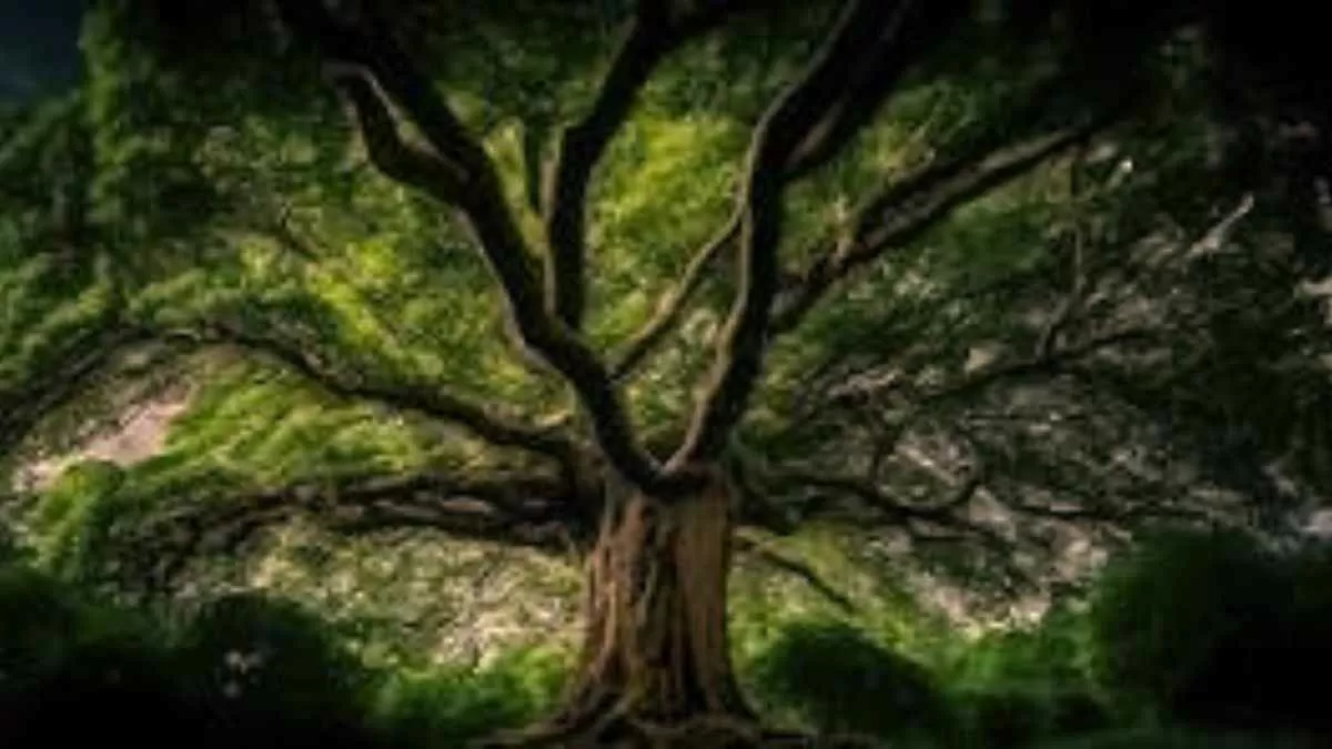 10 fascinating trees on the planet you probably didn't know about! Check the list
