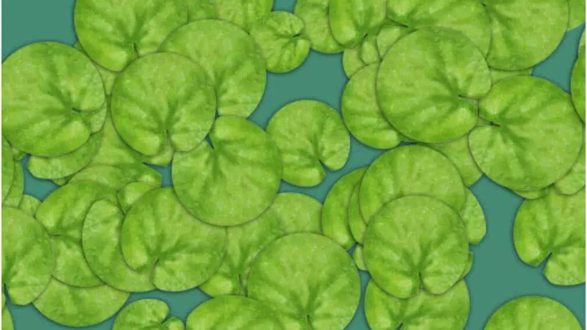 Can You Spot The Hidden Frog In This Optical Illusion?