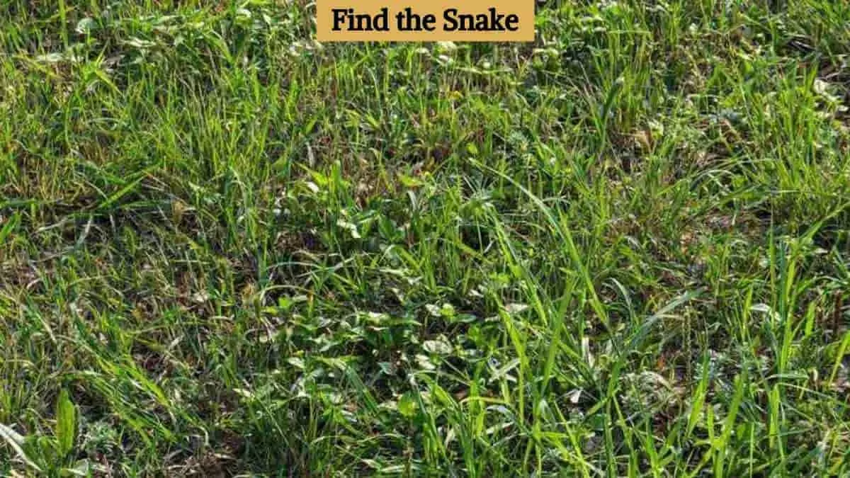 Find the snake