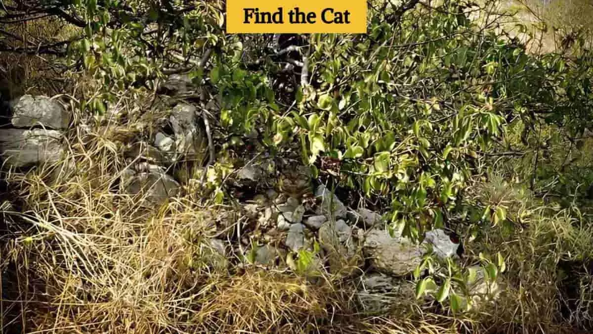 Find the cat