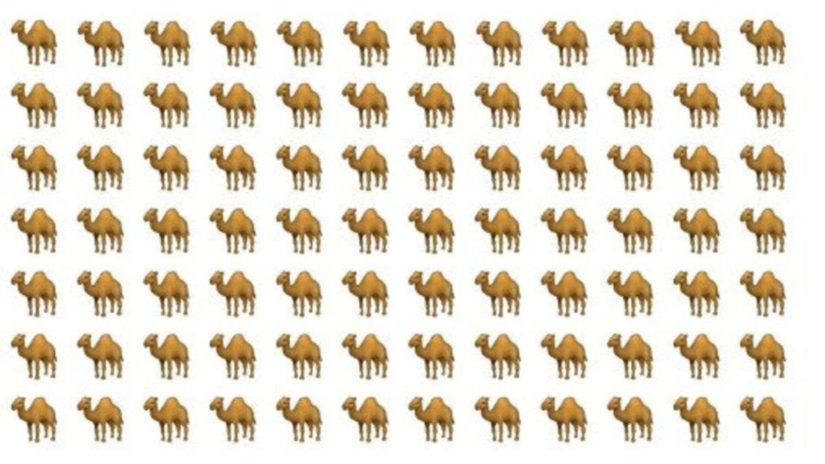 Picture Puzzle IQ: Time’s Ticking! Can You Spot the Odd Camel In 12 Seconds?