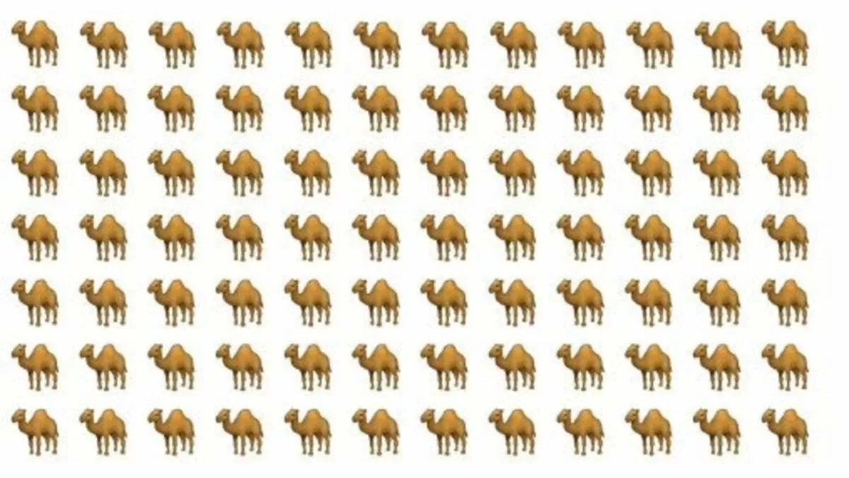 Spot The Odd Camel.