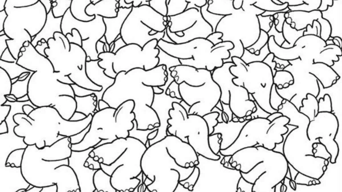 Can You Spot The Whale?