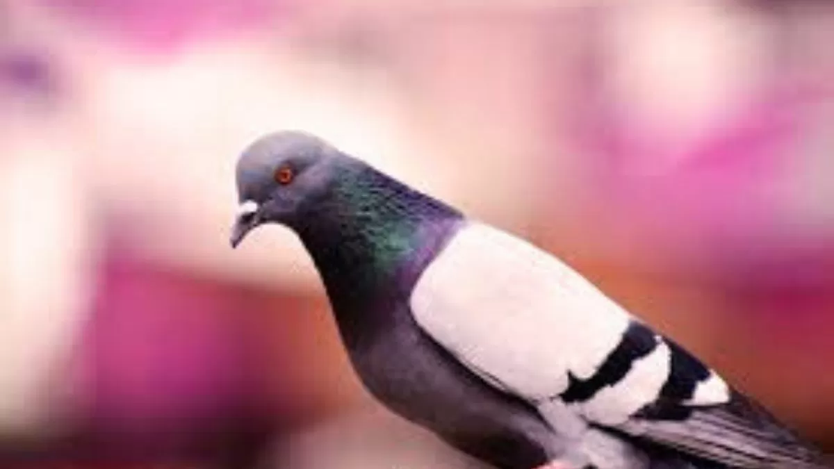 German Town to Mass Kill Pigeons? We Have the Facts Checked