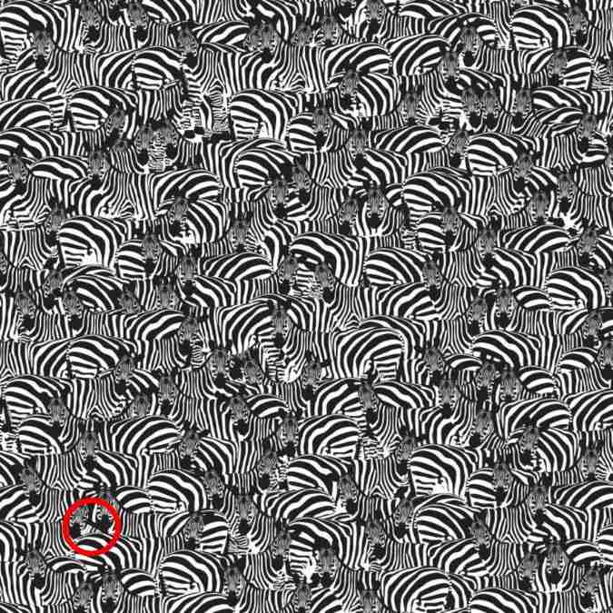 iq test optical illusions find hidden objects 