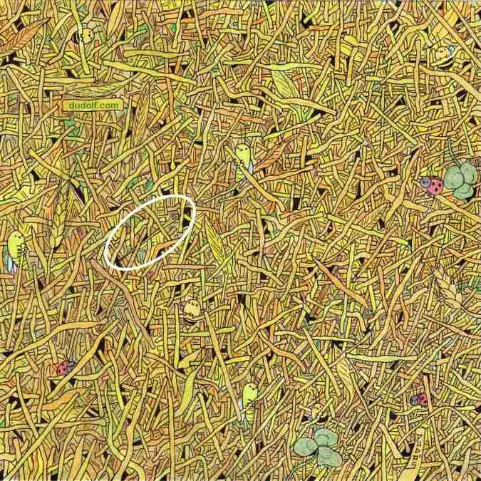 find hidden objects picture puzzles iq test