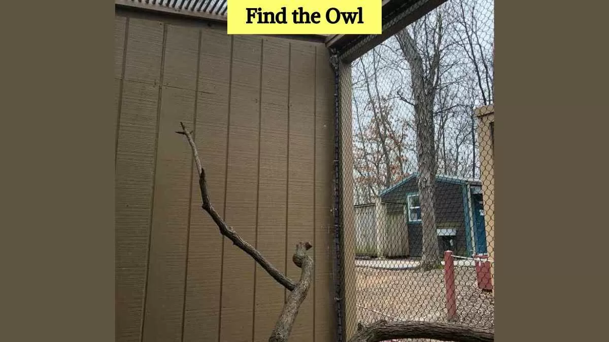 Find the owl