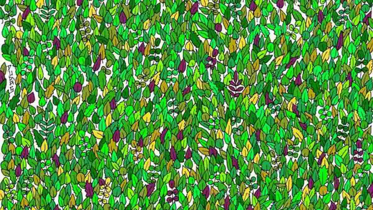 Spot The Frog.