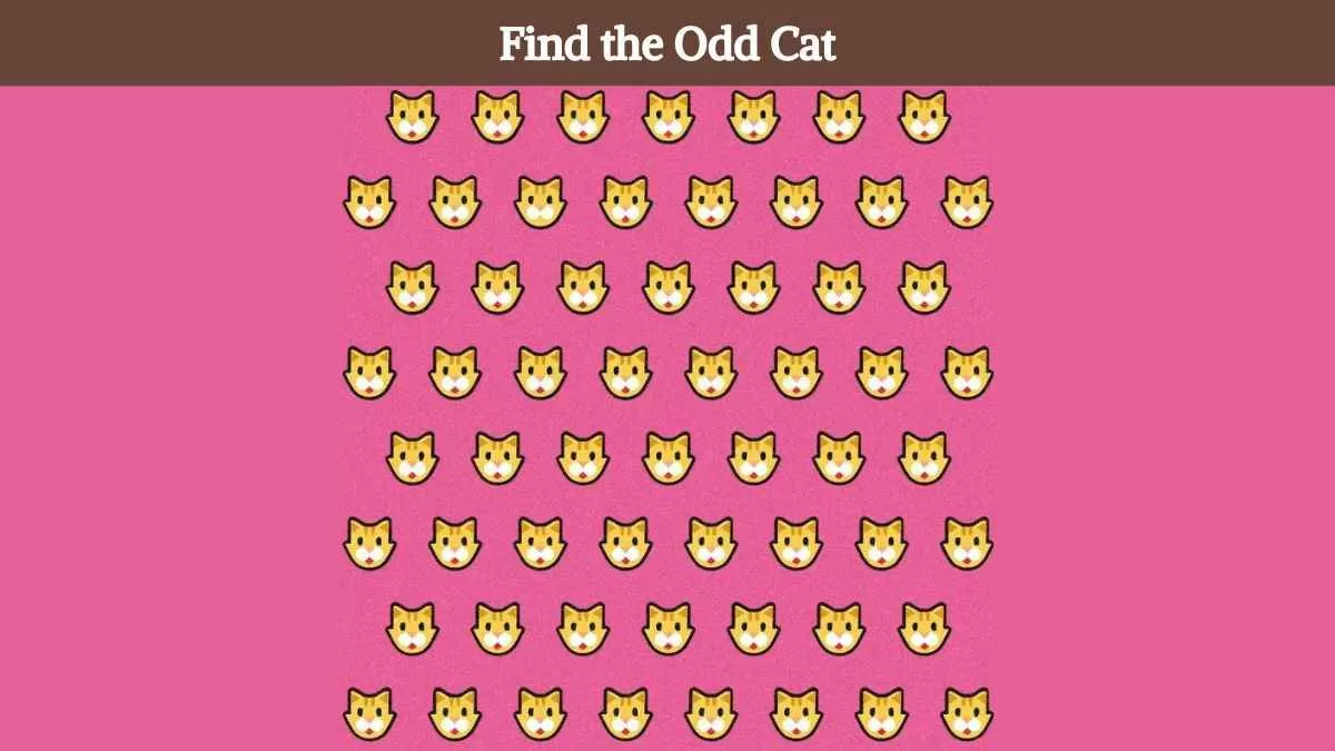 Find the odd cat