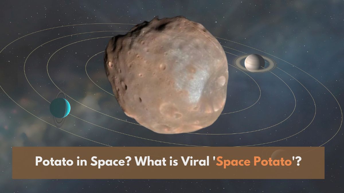 Potato in Space? What is Viral ‘Space Potato’, Check All Details