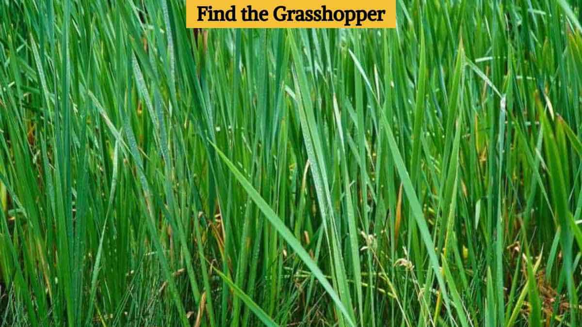 Optical Illusion Eye Test: Find the grasshopper in 4 seconds!