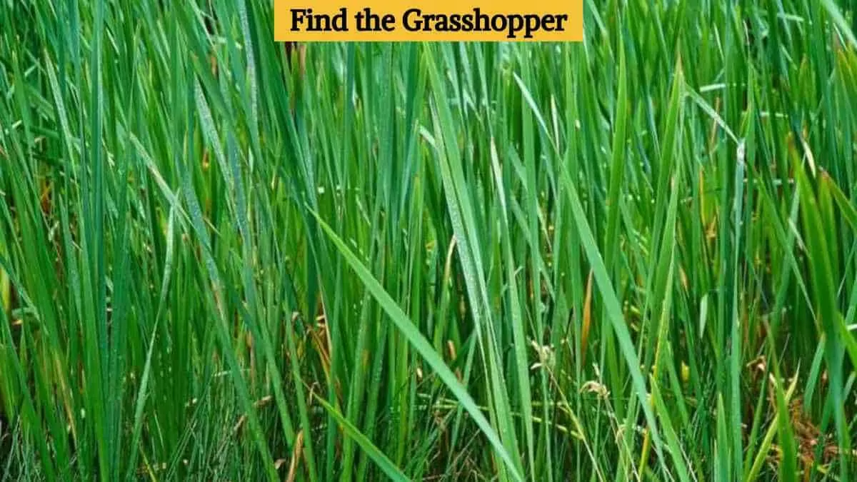 Find the grasshopper
