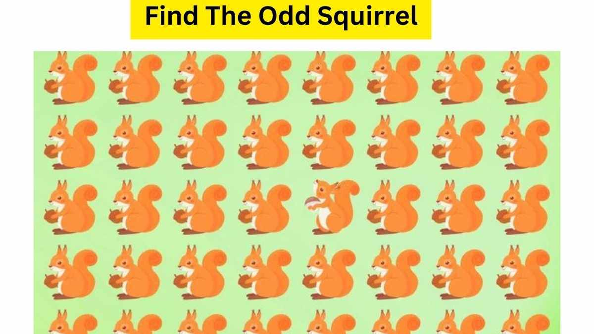 Vision IQ Test: Use Your Sniper Vision To Find The Odd Squirrel Hidden In The Scurry Within 11 Seconds