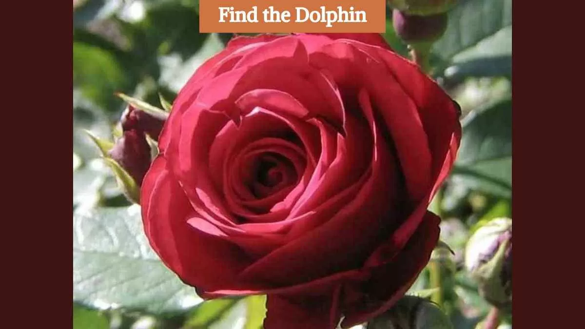 Find the dolphin
