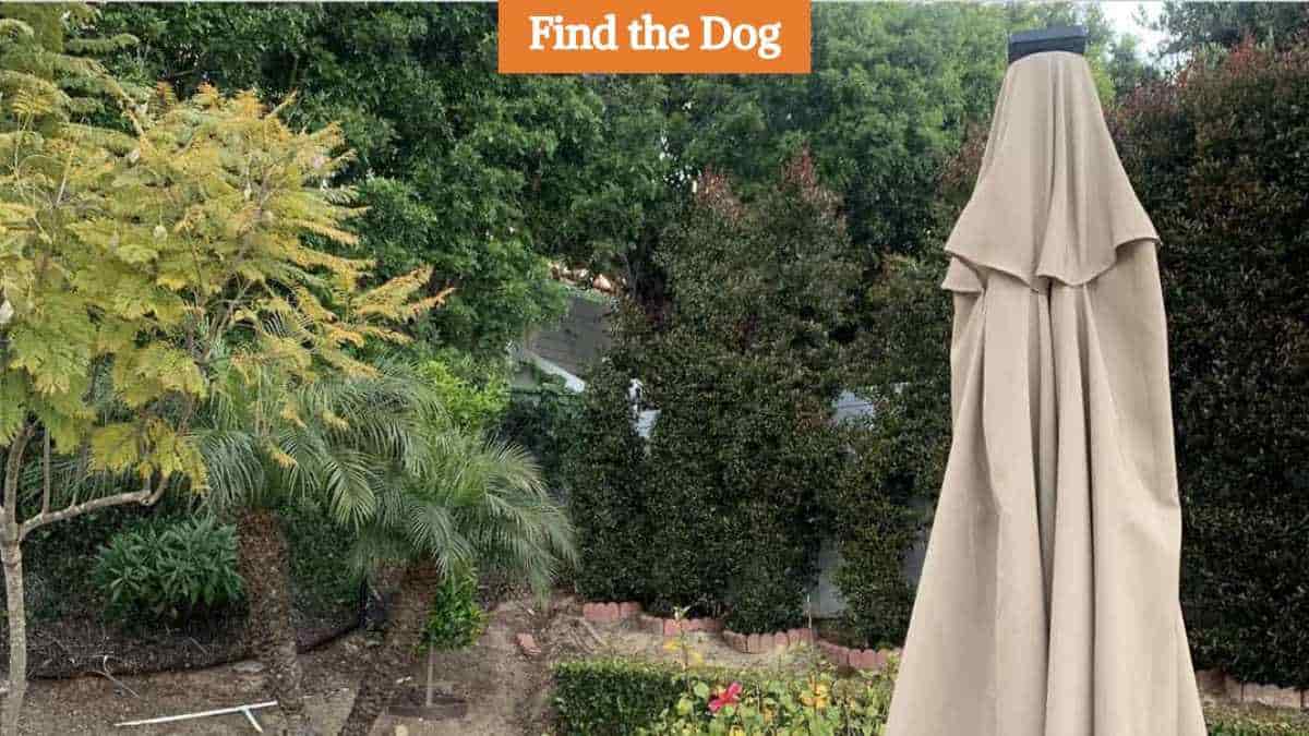 Optical Illusion: Find the hidden dog in the backyard scene in 9 seconds!