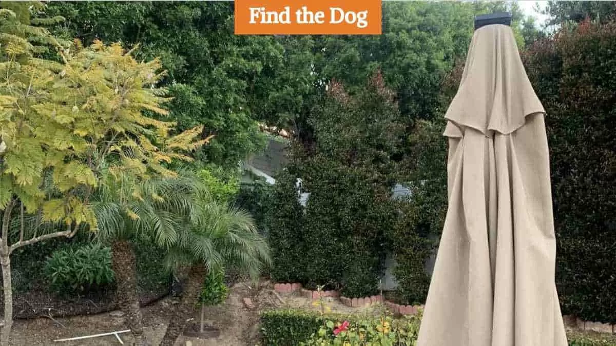 Find the hidden dog