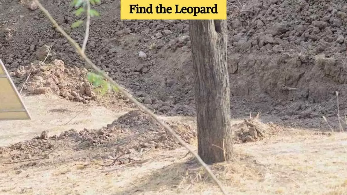 Find the leopard