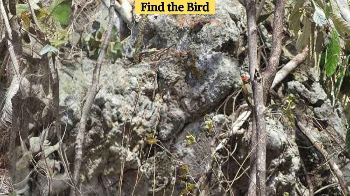 Optical Illusion Eye Test: Find a bird in the picture in 4 seconds!