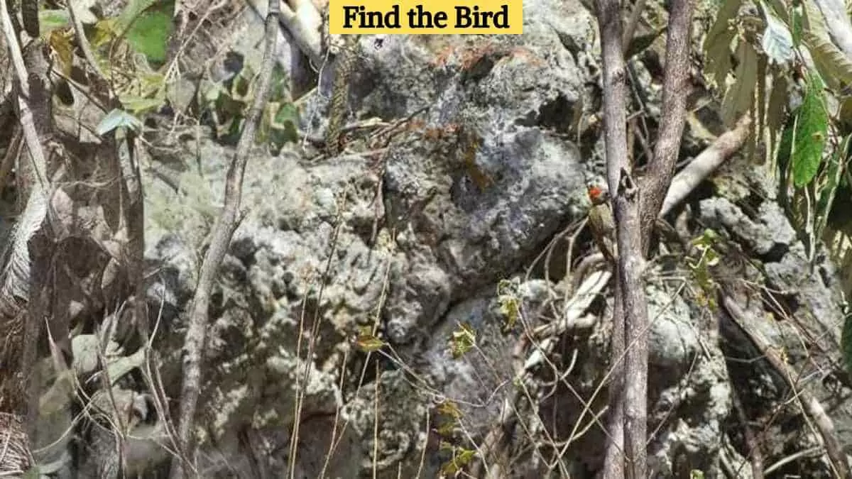Find the hidden bird