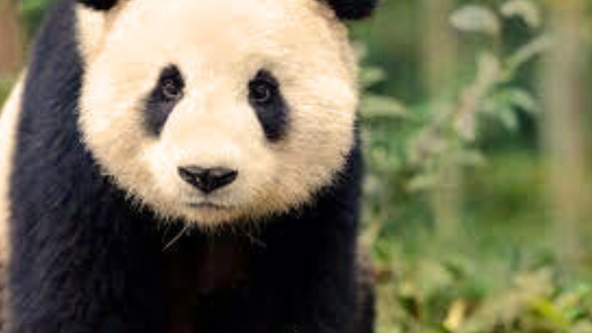 What is the panda conservation pact that China signed with US?