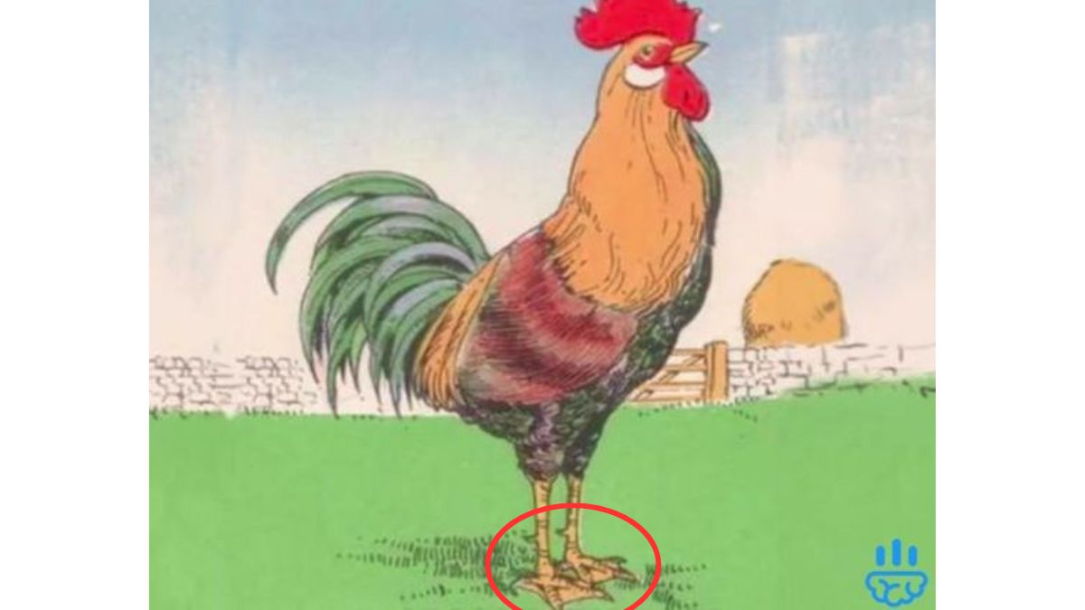 the fault is webbed feet of rooster