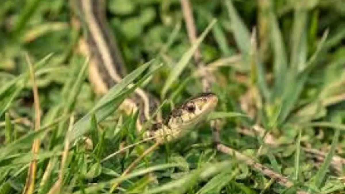 List of the most venomous animals of the world!