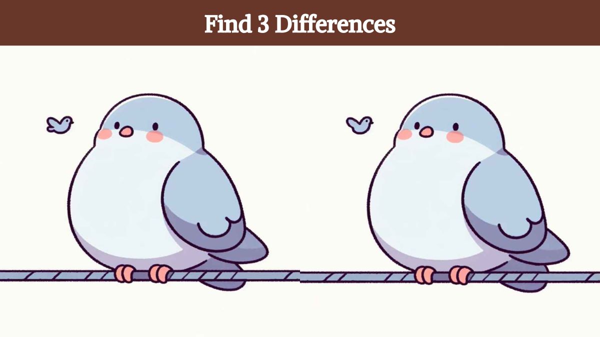Find 3 differences between the two bird pictures in 11 seconds!