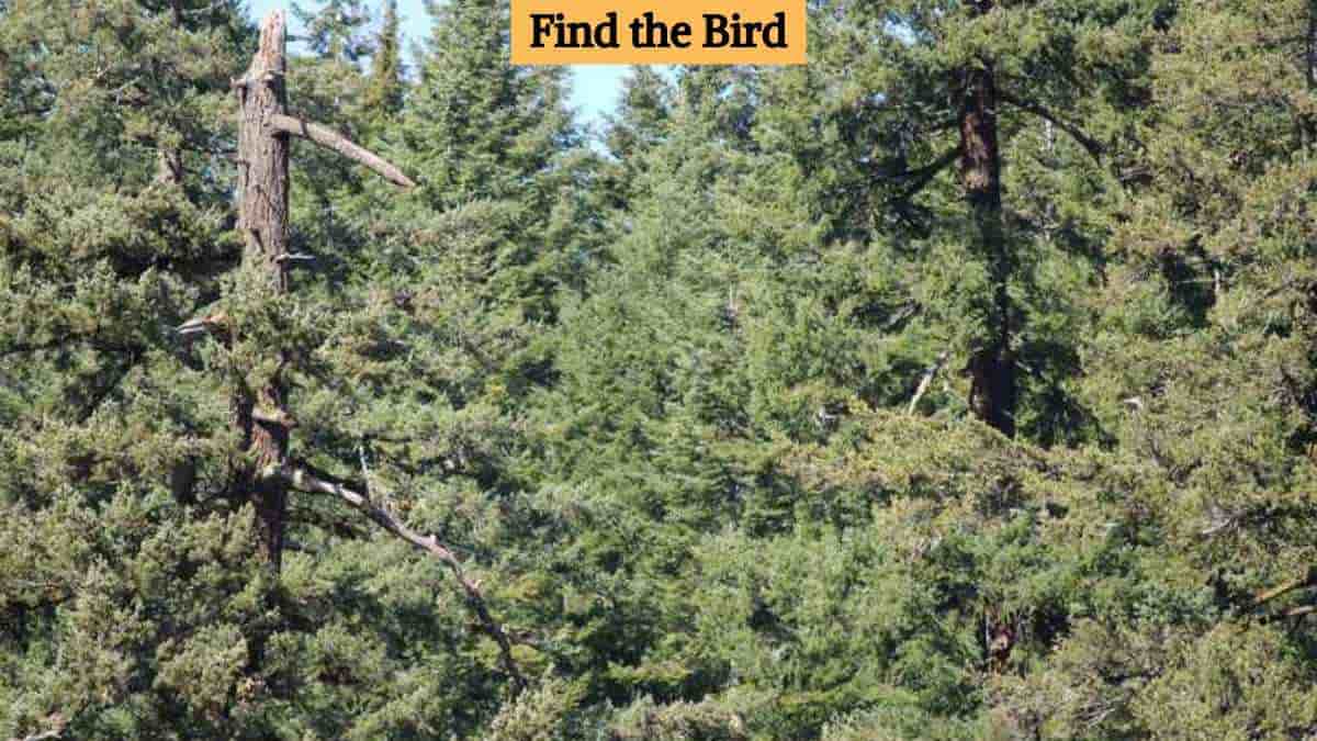 Optical Illusion Eye Test: Find a bird in the tree in 9 seconds!
