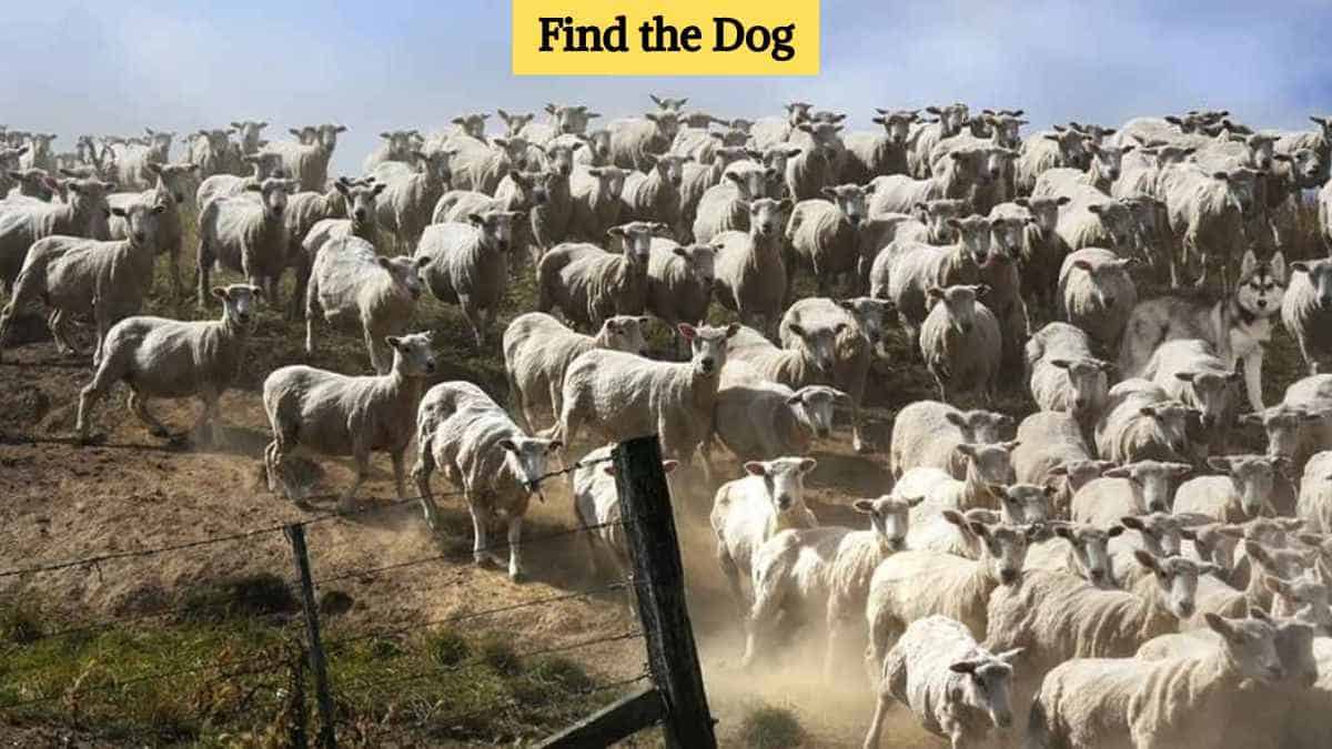 You Have Hunter Eyes If You Can Spot A Dog Among The Herd Of Sheep In 3