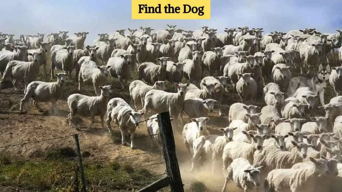 Find the dog