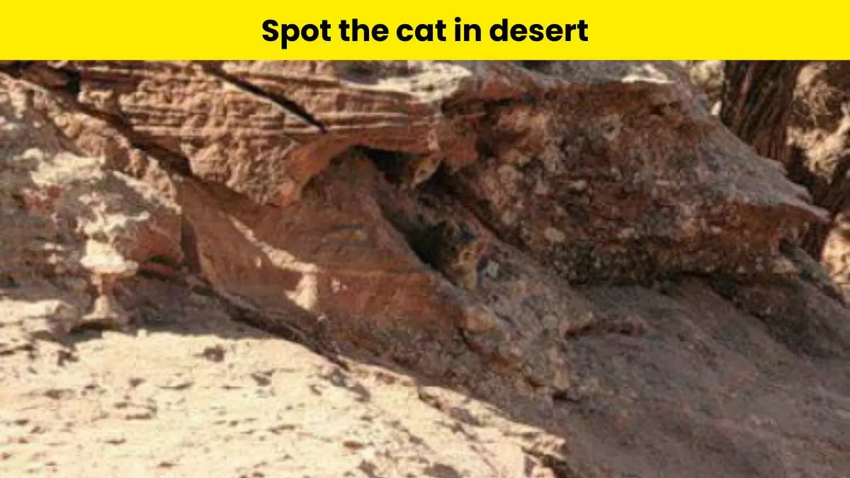 Spot the cat in the desert in 5 seconds