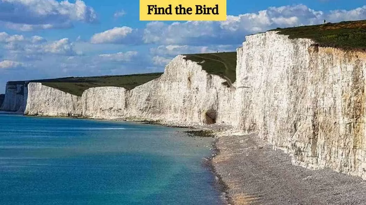 Find the hidden bird
