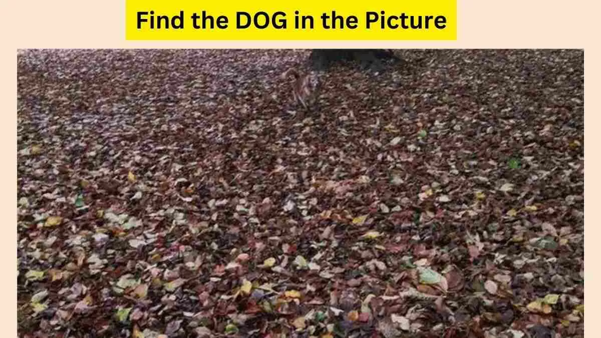 Spot The Dog In The Picture!