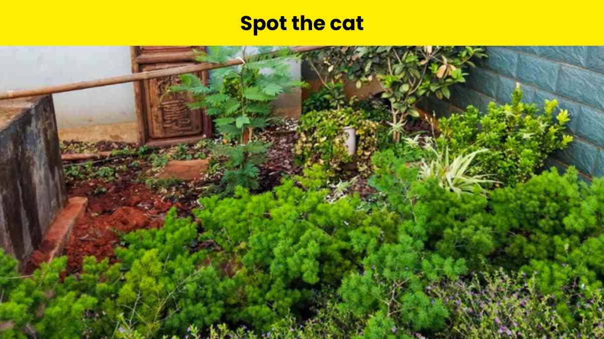 Test your eyes and spot the cat hiding in the garden within 6 seconds. 
