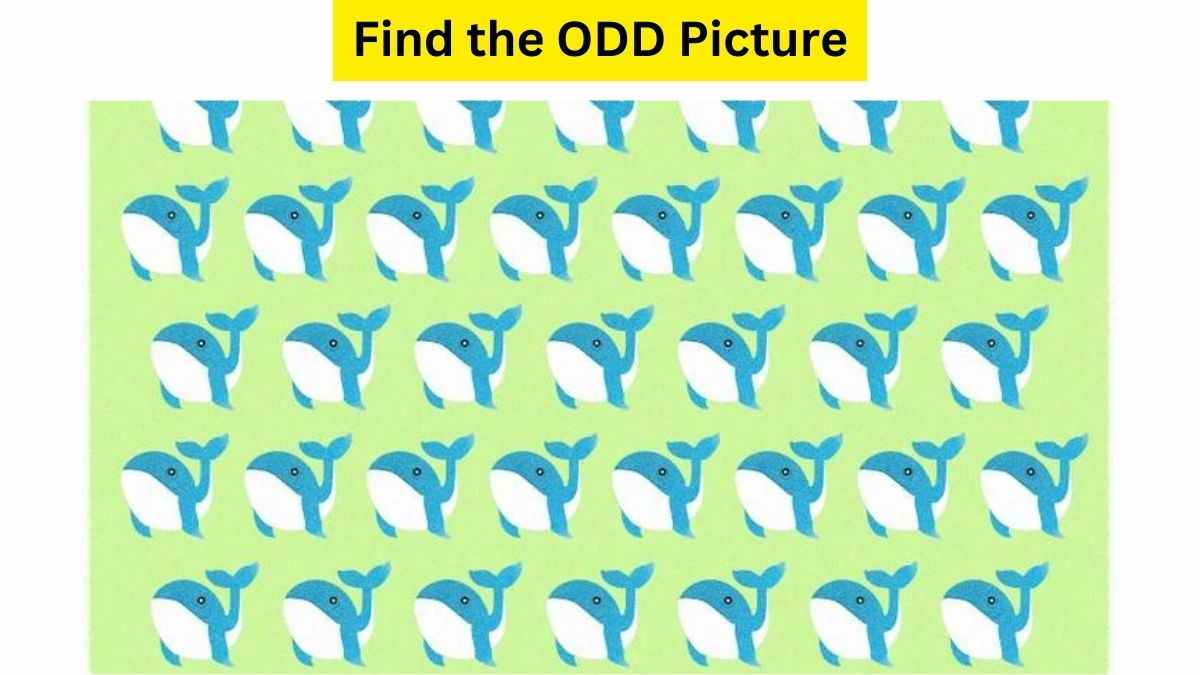 Test Your Vision Strength To Find The Odd WHALE In The Pod. 13 Seconds Left!