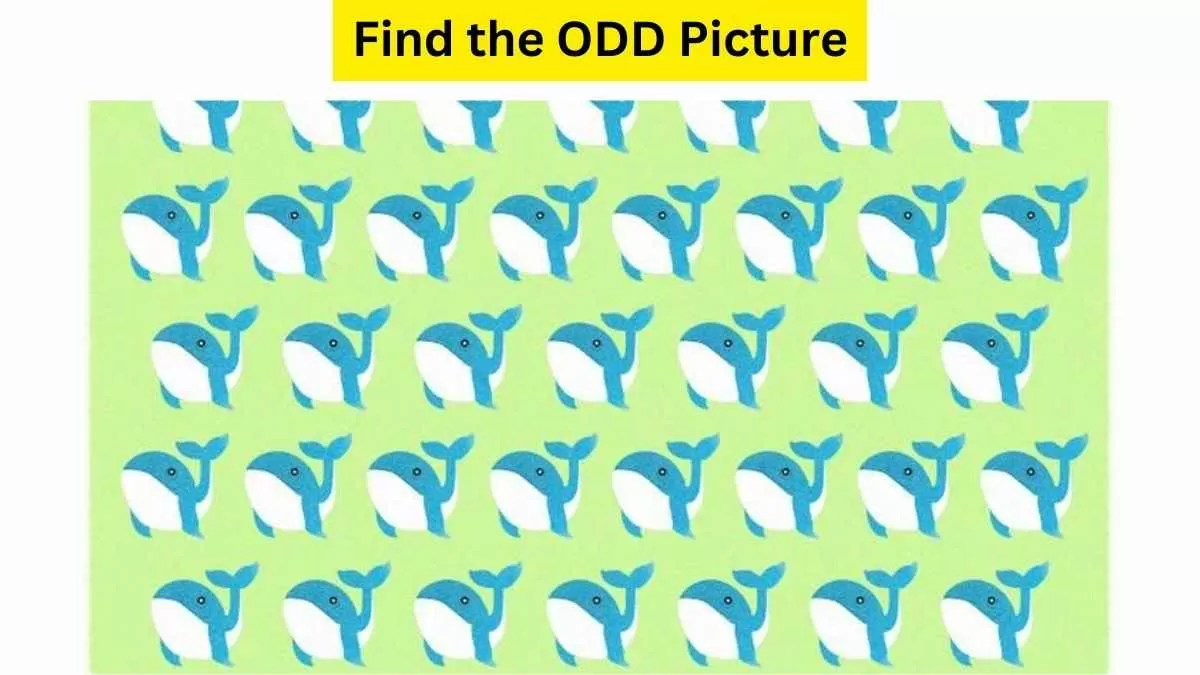 Spot The Odd Whale In The Picture!