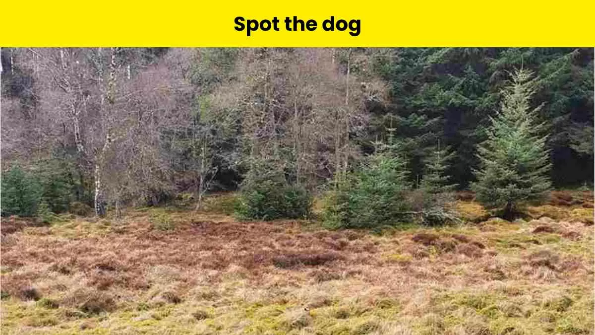 Can you spot the dog?