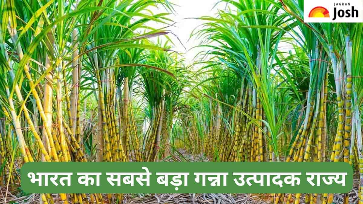 भारत का सबसे बड़ा गन्ना उत्पादक राज्य कौन-सा है, जानें 