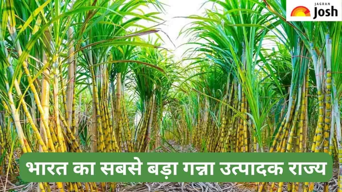 सबसे बड़ा गन्ना उत्पादक राज्य