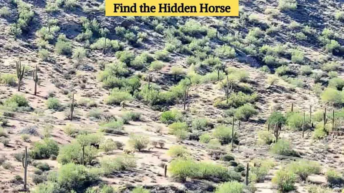 Find the hidden horse