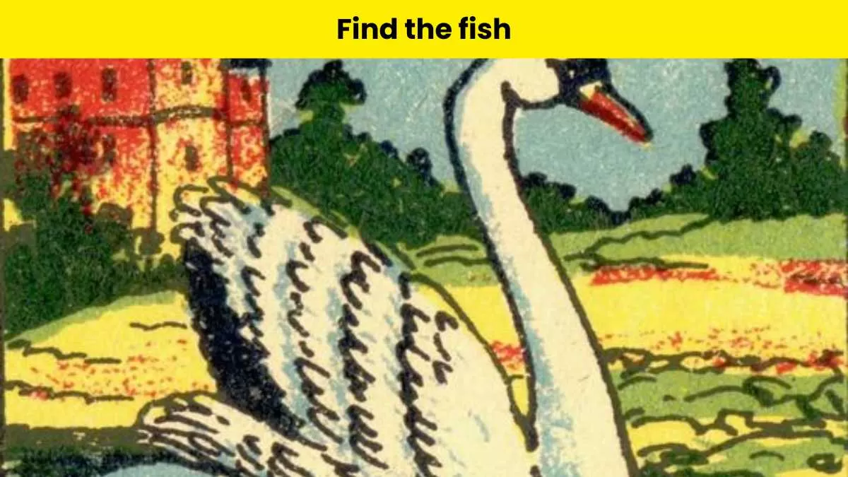 Find the fish hidden in the swan picture